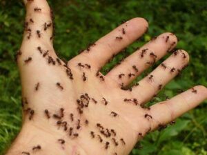 Ants-on-Hand